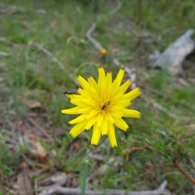 Unidentified Plant by danswell