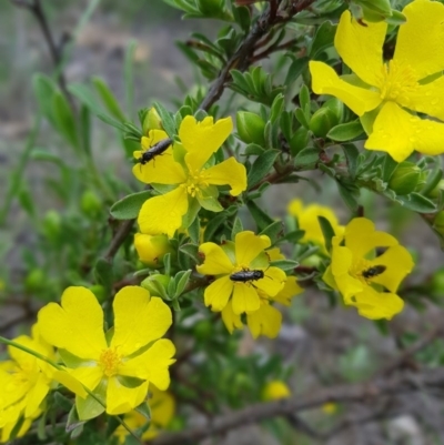 Hibbertia obtusifolia (Grey Guinea-flower) at Mt Holland - 22 Nov 2020 by danswell