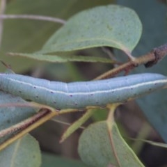 Lepidoptera unclassified IMMATURE (caterpillar or pupa or cocoon) at Hawker, ACT - 4 Dec 2020 by AlisonMilton