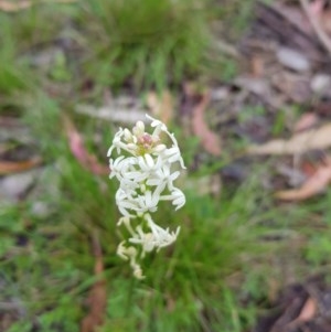 Stackhousia monogyna at Tinderry, NSW - 22 Nov 2020