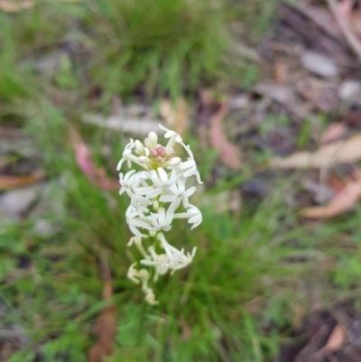 Stackhousia monogyna (Creamy Candles) at Tinderry, NSW - 22 Nov 2020 by danswell