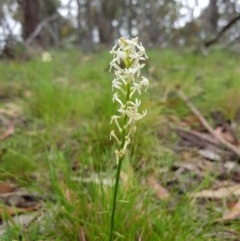 Stackhousia monogyna at Tinderry, NSW - suppressed