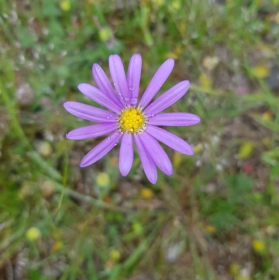 Unidentified Plant by danswell