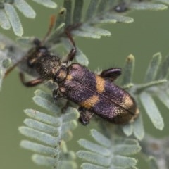 Eleale pulchra (Clerid beetle) at Acton, ACT - 2 Dec 2020 by AlisonMilton