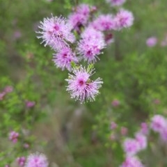 Kunzea parvifolia (Violet Kunzea) at Mt Holland - 22 Nov 2020 by danswell