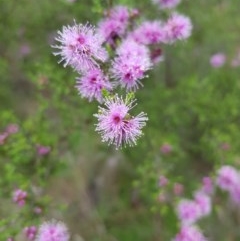 Kunzea parvifolia (Violet Kunzea) at Tinderry, NSW - 22 Nov 2020 by danswell