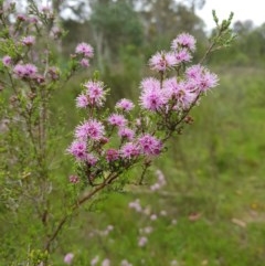 Kunzea parvifolia at Tinderry, NSW - 22 Nov 2020