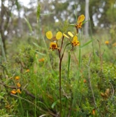 Diuris semilunulata (Late Leopard Orchid) at Tinderry, NSW - 22 Nov 2020 by danswell