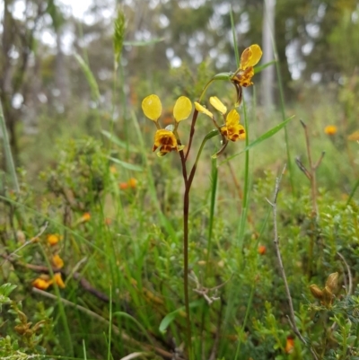 Diuris semilunulata (Late Leopard Orchid) at Tinderry, NSW - 21 Nov 2020 by danswell