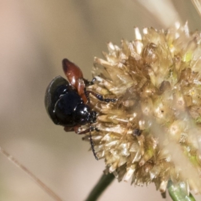 Arsipoda holomelaena (Red-legged flea beetle) at Hawker, ACT - 4 Dec 2020 by AlisonMilton