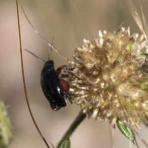 Arsipoda holomelaena at Hawker, ACT - 4 Dec 2020