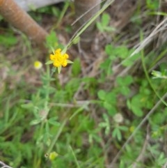 Hypericum gramineum (Small St Johns Wort) at Tinderry, NSW - 21 Nov 2020 by danswell