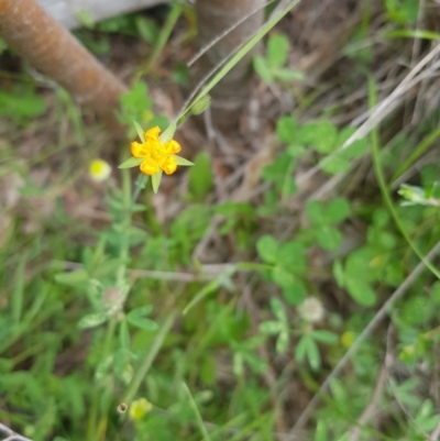 Hypericum gramineum (Small St Johns Wort) at Mt Holland - 21 Nov 2020 by danswell