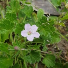 Geranium antrorsum (Rosetted Cranesbill) at Mt Holland - 21 Nov 2020 by danswell