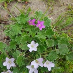 Geranium antrorsum at Tinderry, NSW - suppressed