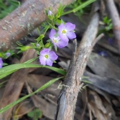 Veronica gracilis (Slender Speedwell) at Mt Holland - 21 Nov 2020 by danswell
