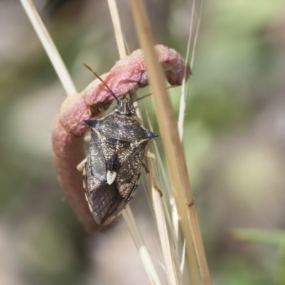 Oechalia schellenbergii (Spined Predatory Shield Bug) at The Pinnacle - 3 Dec 2020 by AlisonMilton