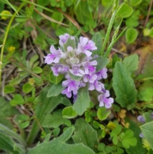 Ajuga australis at Tinderry, NSW - 21 Nov 2020