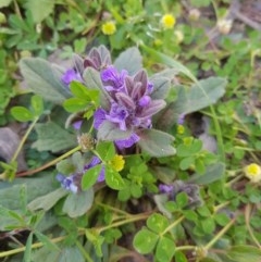 Ajuga australis (Austral Bugle) at Tinderry, NSW - 21 Nov 2020 by danswell