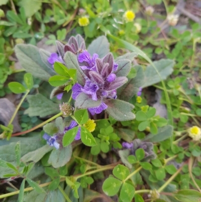 Ajuga australis (Austral Bugle) at Mt Holland - 21 Nov 2020 by danswell