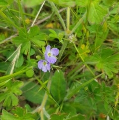 Veronica gracilis (Slender Speedwell) at Mt Holland - 21 Nov 2020 by danswell