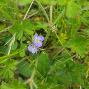 Veronica gracilis at Tinderry, NSW - 21 Nov 2020