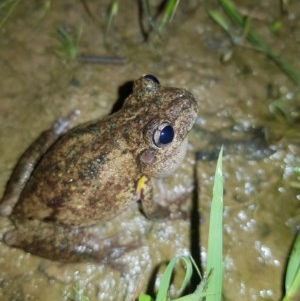 Litoria peronii at Tinderry, NSW - 21 Nov 2020