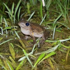 Litoria peronii at Tinderry, NSW - 21 Nov 2020