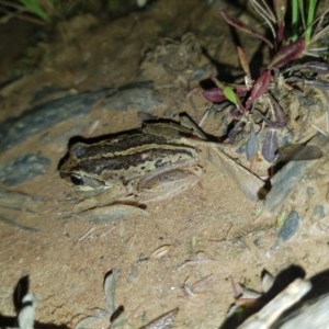 Litoria verreauxii verreauxii at Tinderry, NSW - suppressed