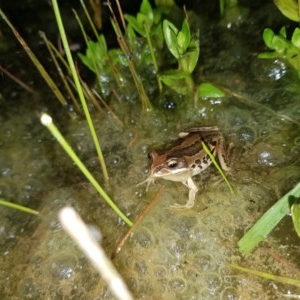 Litoria verreauxii verreauxii at Tinderry, NSW - suppressed