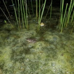 Limnodynastes tasmaniensis (Spotted Grass Frog) at Tinderry, NSW - 21 Nov 2020 by danswell