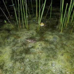 Limnodynastes tasmaniensis at Tinderry, NSW - suppressed