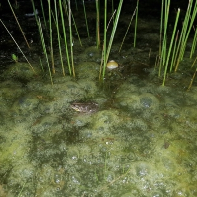 Limnodynastes tasmaniensis (Spotted Grass Frog) at Mt Holland - 21 Nov 2020 by danswell