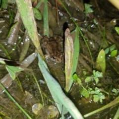 Crinia signifera (Common Eastern Froglet) at Tinderry, NSW - 21 Nov 2020 by danswell