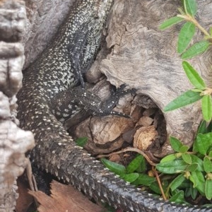 Egernia cunninghami at Corrowong, NSW - 5 Dec 2020