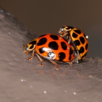 Harmonia conformis (Common Spotted Ladybird) at Acton, ACT - 3 Dec 2020 by rawshorty