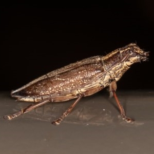 Temnosternus planiusculus at Acton, ACT - 4 Dec 2020