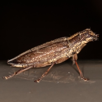 Temnosternus planiusculus (Longhorn beetle) at Acton, ACT - 4 Dec 2020 by rawshorty