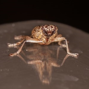 Temnosternus planiusculus at Acton, ACT - 4 Dec 2020