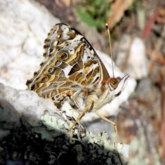 Vanessa kershawi (Australian Painted Lady) at Rugosa - 1 Dec 2020 by SenexRugosus