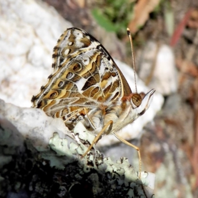 Vanessa kershawi (Australian Painted Lady) at Yass River, NSW - 1 Dec 2020 by SenexRugosus