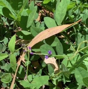 Glycine tabacina at Holder, ACT - 5 Dec 2020