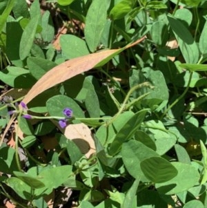 Glycine tabacina at Holder, ACT - 5 Dec 2020