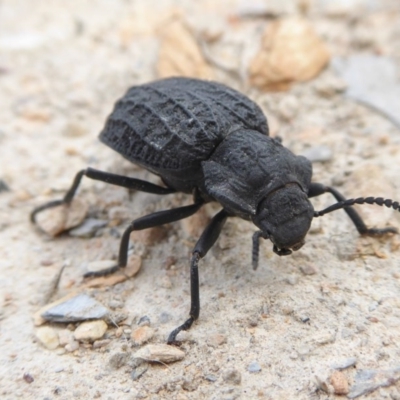 Nyctozoilus reticulatus (Darkling beetle) at Rugosa - 2 Dec 2020 by SenexRugosus