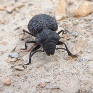 Nyctozoilus reticulatus at Yass River, NSW - 2 Dec 2020