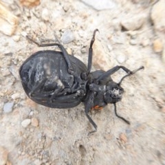 Nyctozoilus reticulatus at Yass River, NSW - 2 Dec 2020