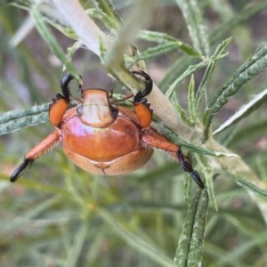 Anoplognathus montanus at Hughes, ACT - 5 Dec 2020