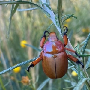 Anoplognathus montanus at Hughes, ACT - 5 Dec 2020