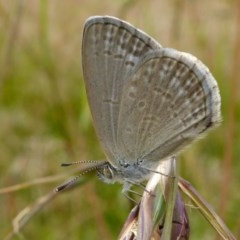 Zizina otis (Common Grass-Blue) at Yass River, NSW - 2 Dec 2020 by SenexRugosus