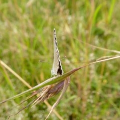 Zizina otis at Yass River, NSW - 2 Dec 2020